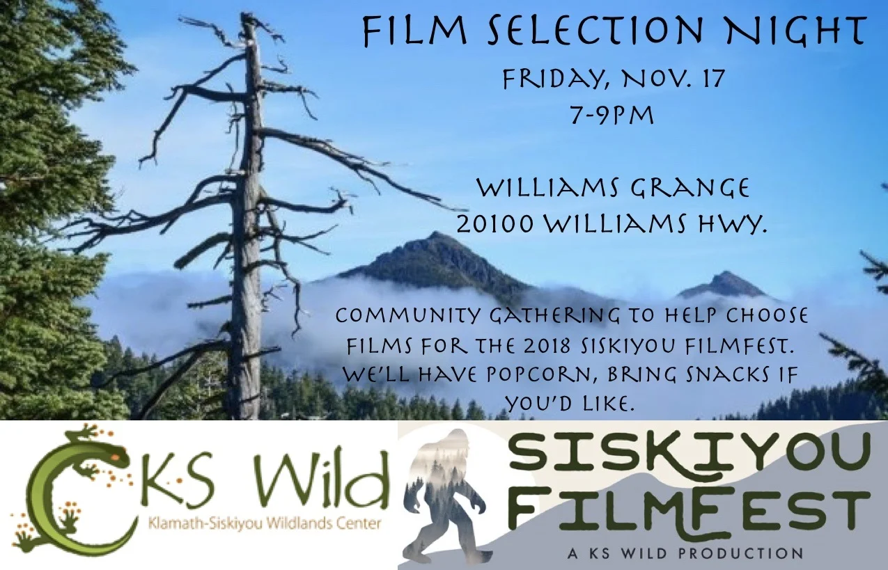 SFF Williams Film Selection night.jpg