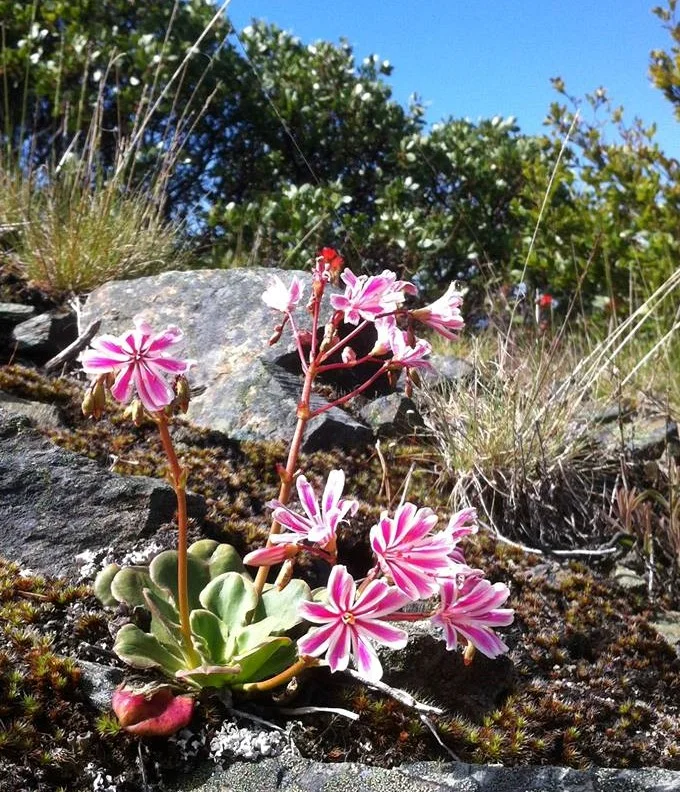 This botanically rich, recreational hub, and critical high-elevation climate refuge is beloved by so many. Adjacent to the Klamath National Forest's designated Botanical Area, this area now proposed for clearcutting, was part of the original Wilderness designation proposal a couple decades ago. It serves as a huge draw to botanists, Pacific Crest trail hikers, bikers on the popular Cook and Green Trail, and is an integral piece of the Siskiyou Crest corridor. photo: The endemic Siskiyou lewisia makes its home on the rocky slopes near Cooke and Green Pass