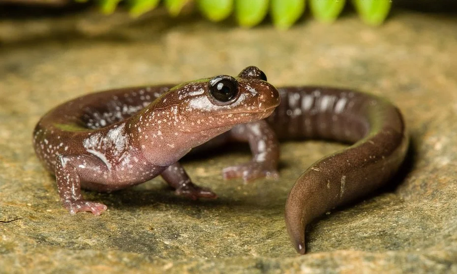 Siskiyou-Mountain-Salamander.jpg