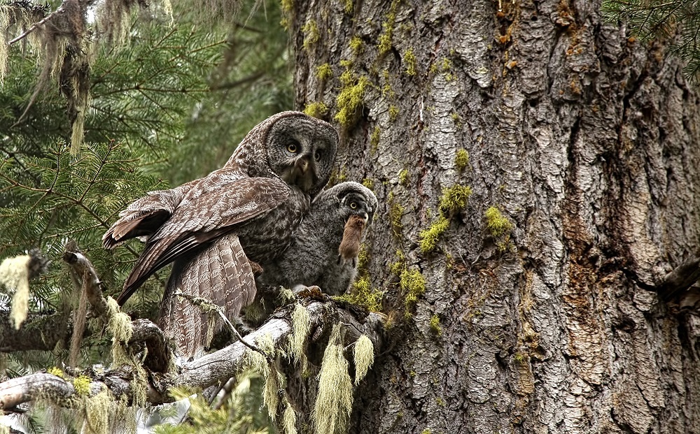 Great-Grey-Owl-Elster-Photography