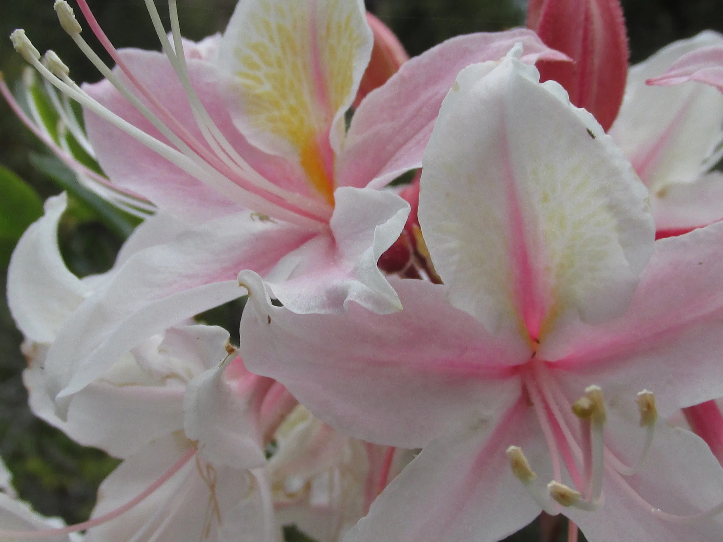 Western Azalea