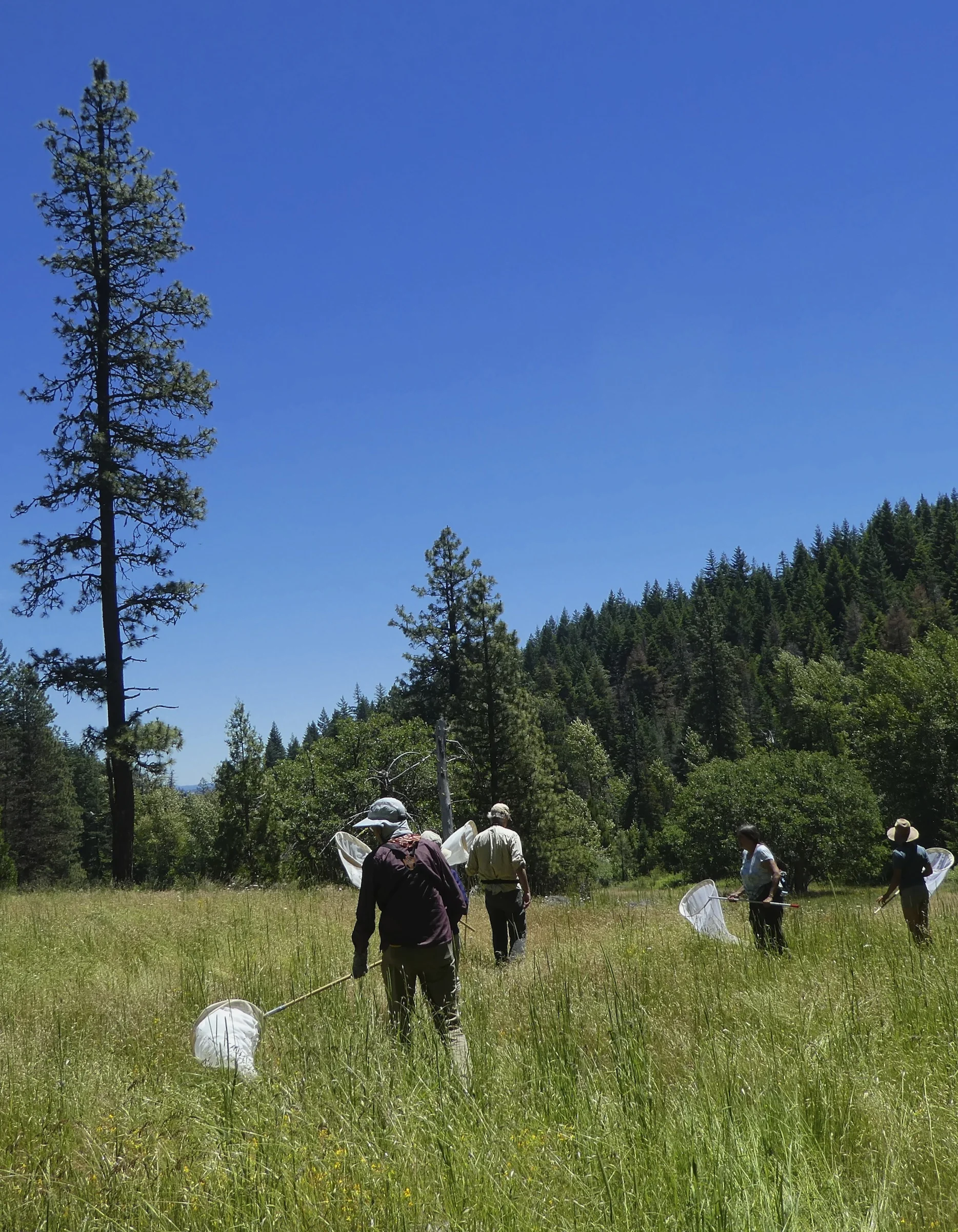 Invertebrate hunting