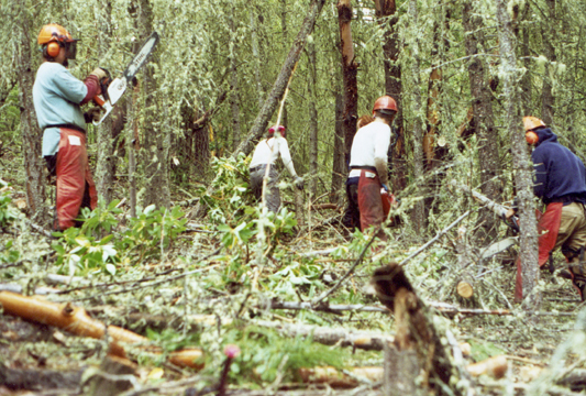 LRP thinning_sm.jpg
