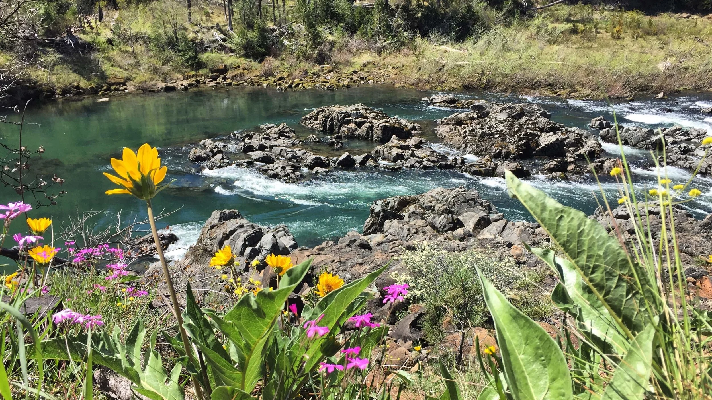 illinois-river-wildflowers.JPG