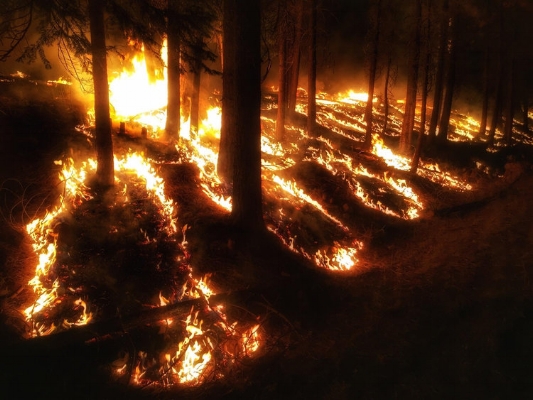 Fire burns in the understory of a forest on public lands. 