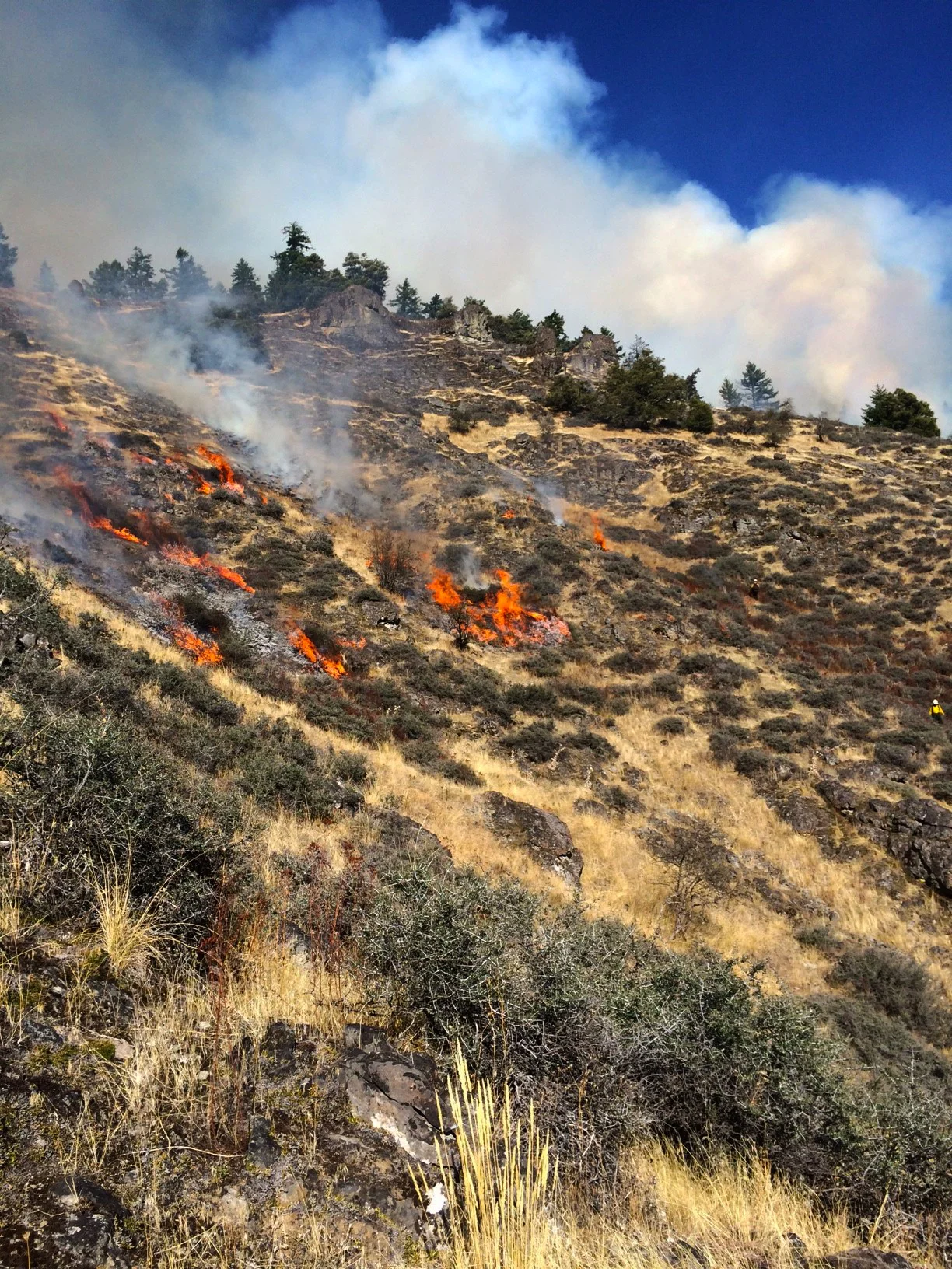 Getting fire back on the ground in controlled conditions can reduce fuels and restore meadows and open forest, potentially reducing future fire severity.