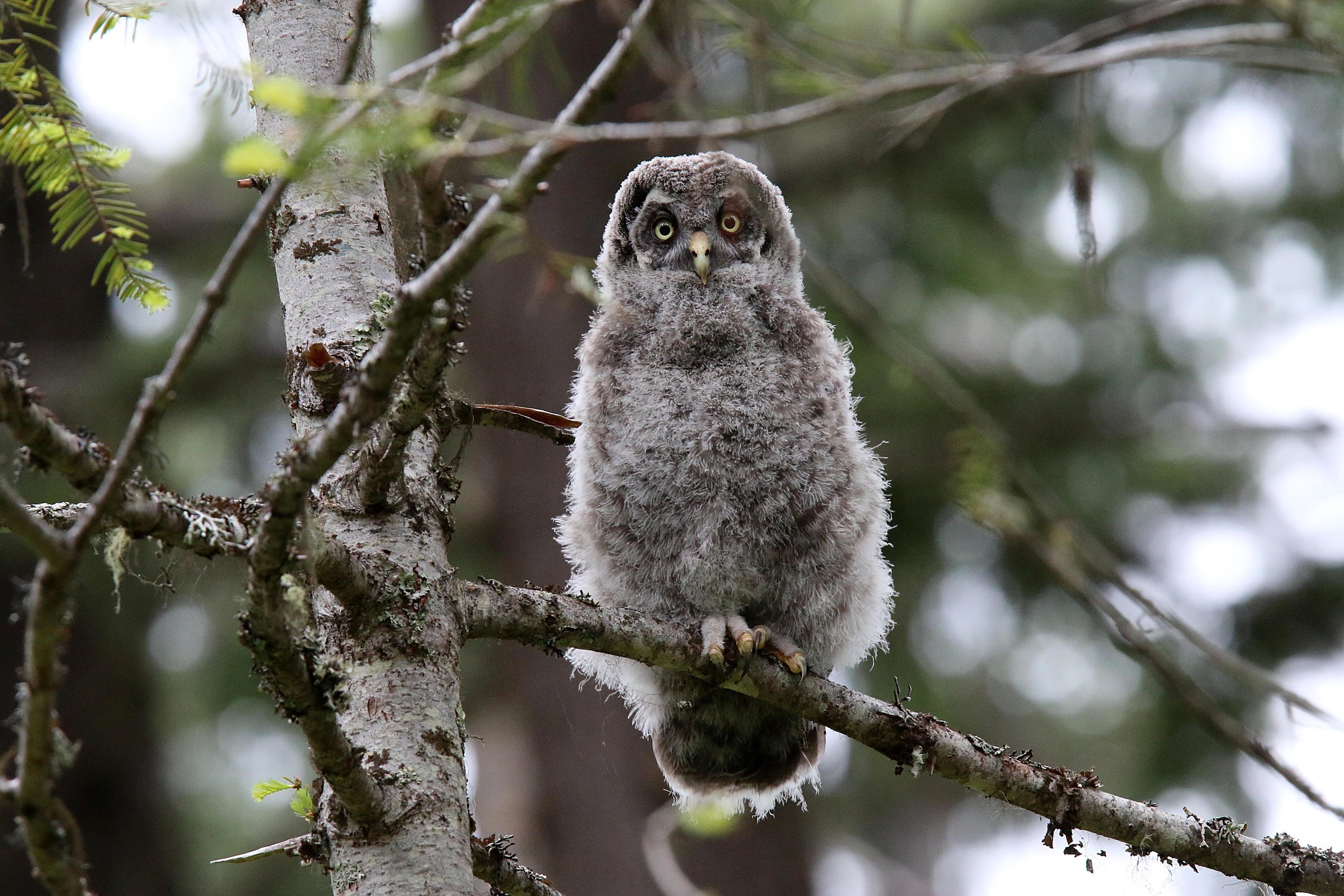 Young Great Gray Owl, Mel Clements.jpg