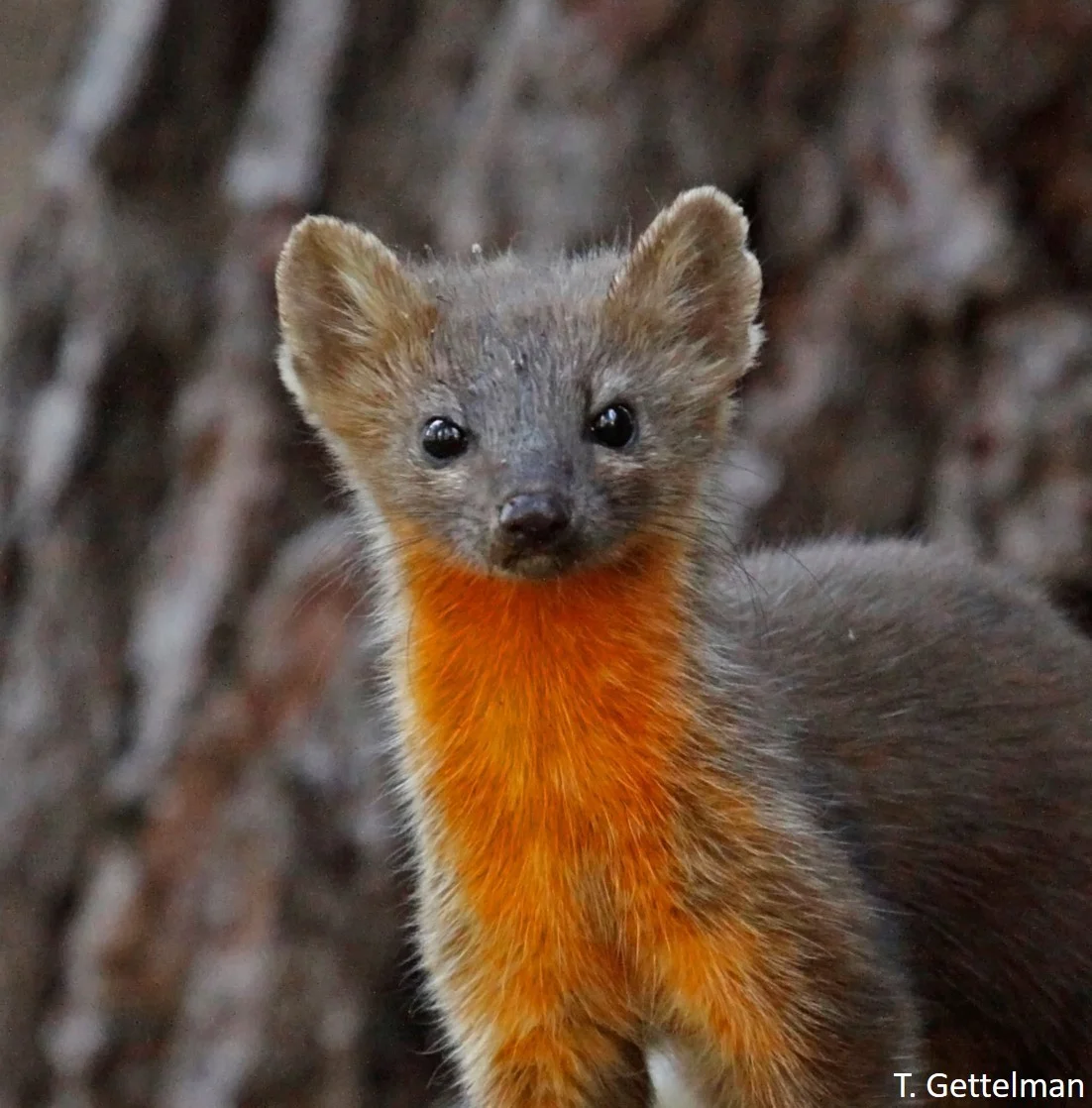 Oregon Fish and Wildlife Commission Grants Humboldt Marten Trapping Ban