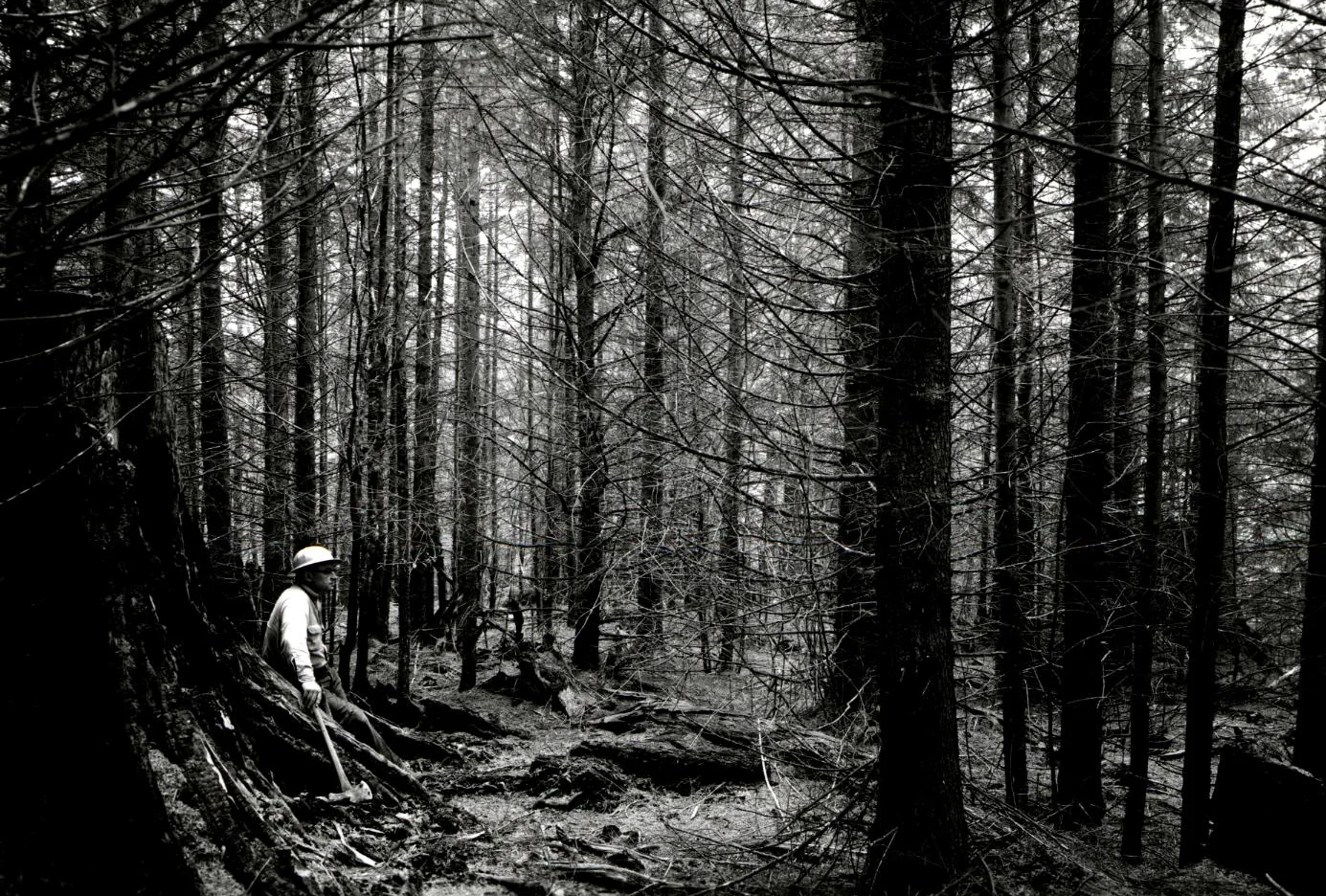 The legacy of plantation forestry is a hot topic in Oregon, pictured here a 33 year old spruce plantation in 1963. Photo: USDA