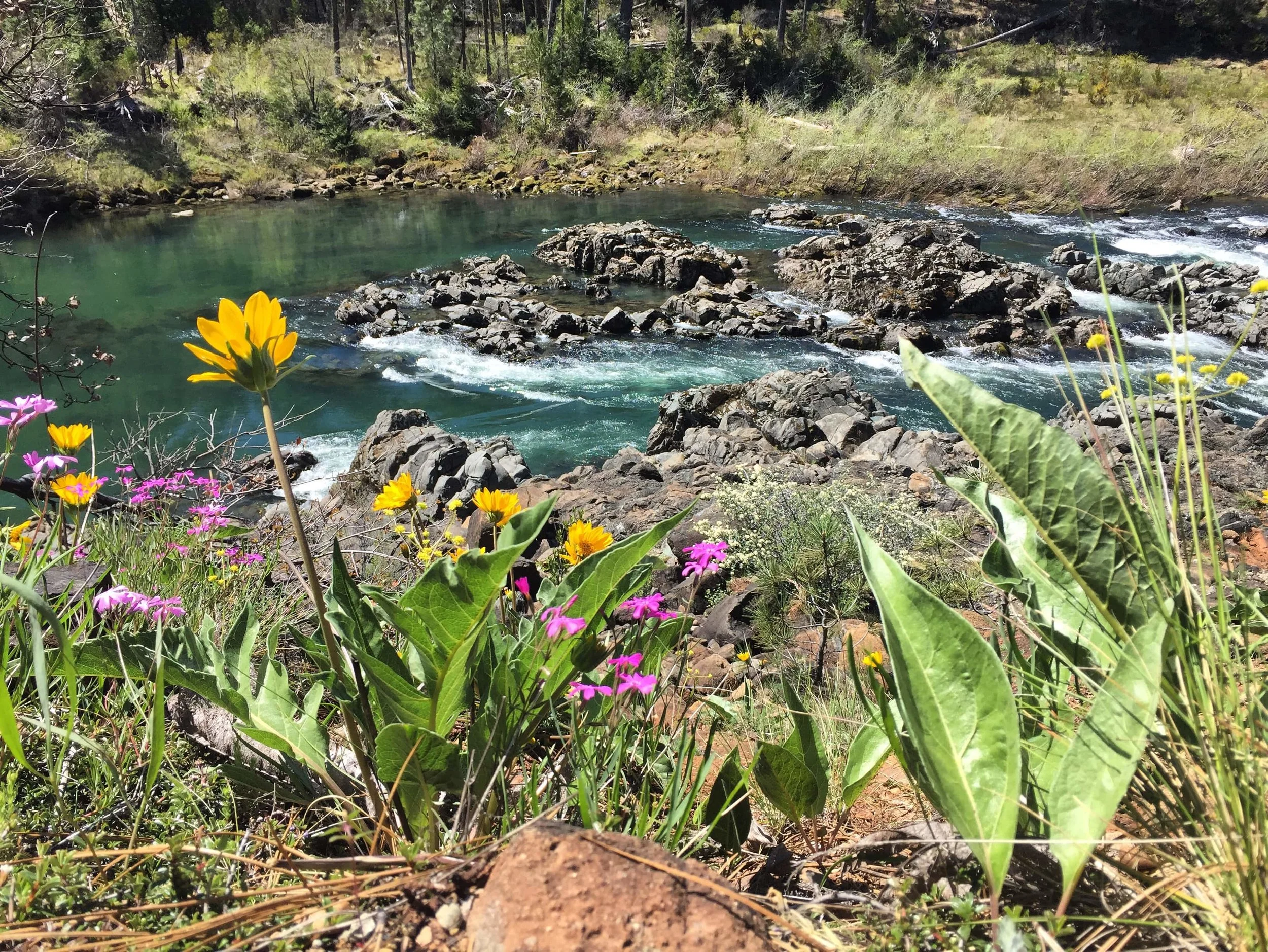 The Wild and Scenic Illinois River