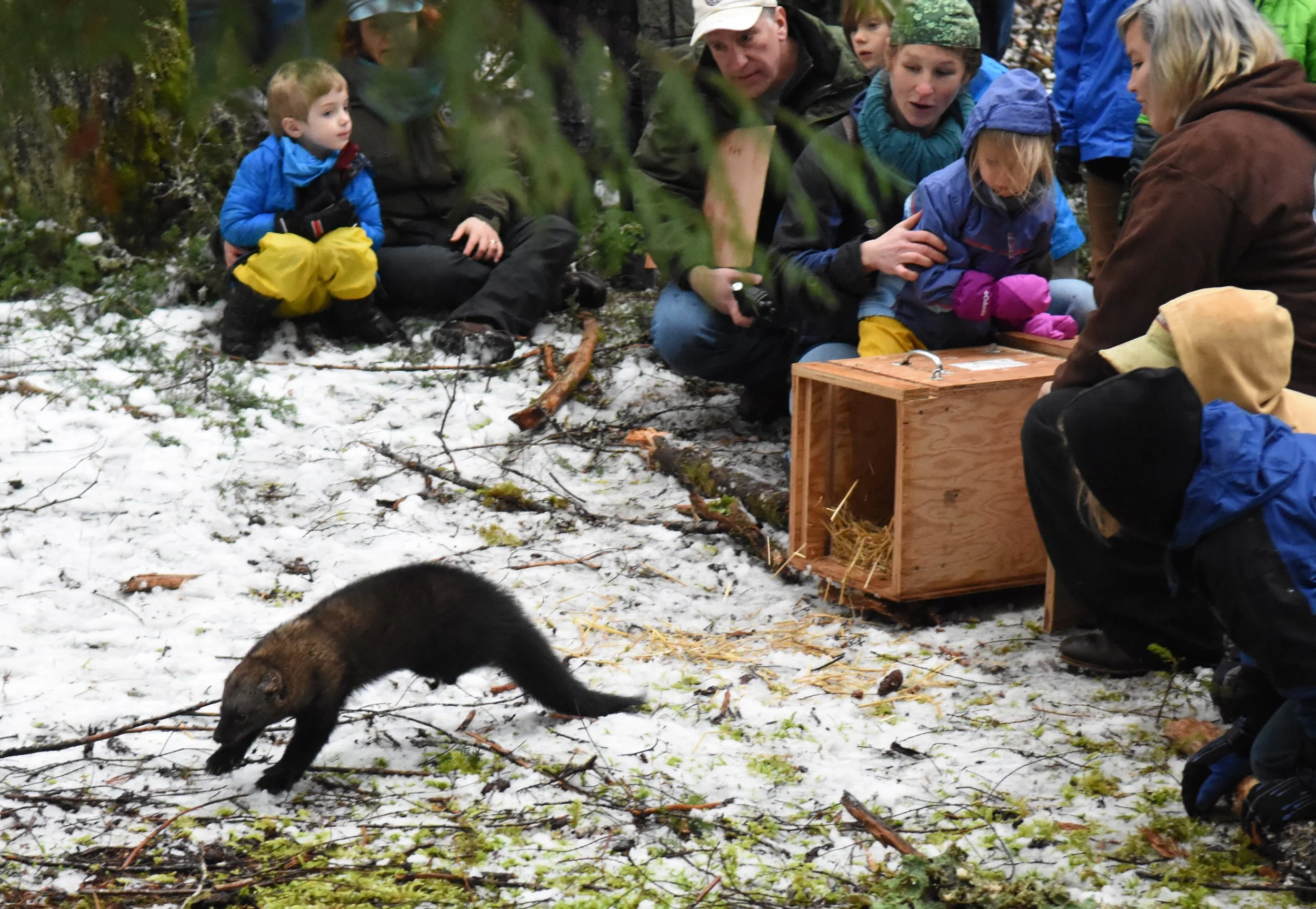 A Pacific fisher is released in Mount Rainier National Park as part of an attempt to repopulate regions where fishers once lived. Credit: NPS
