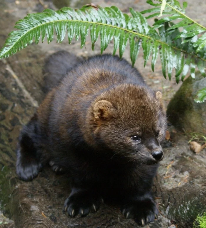 How can you resist a face like this? Credit: USFWS