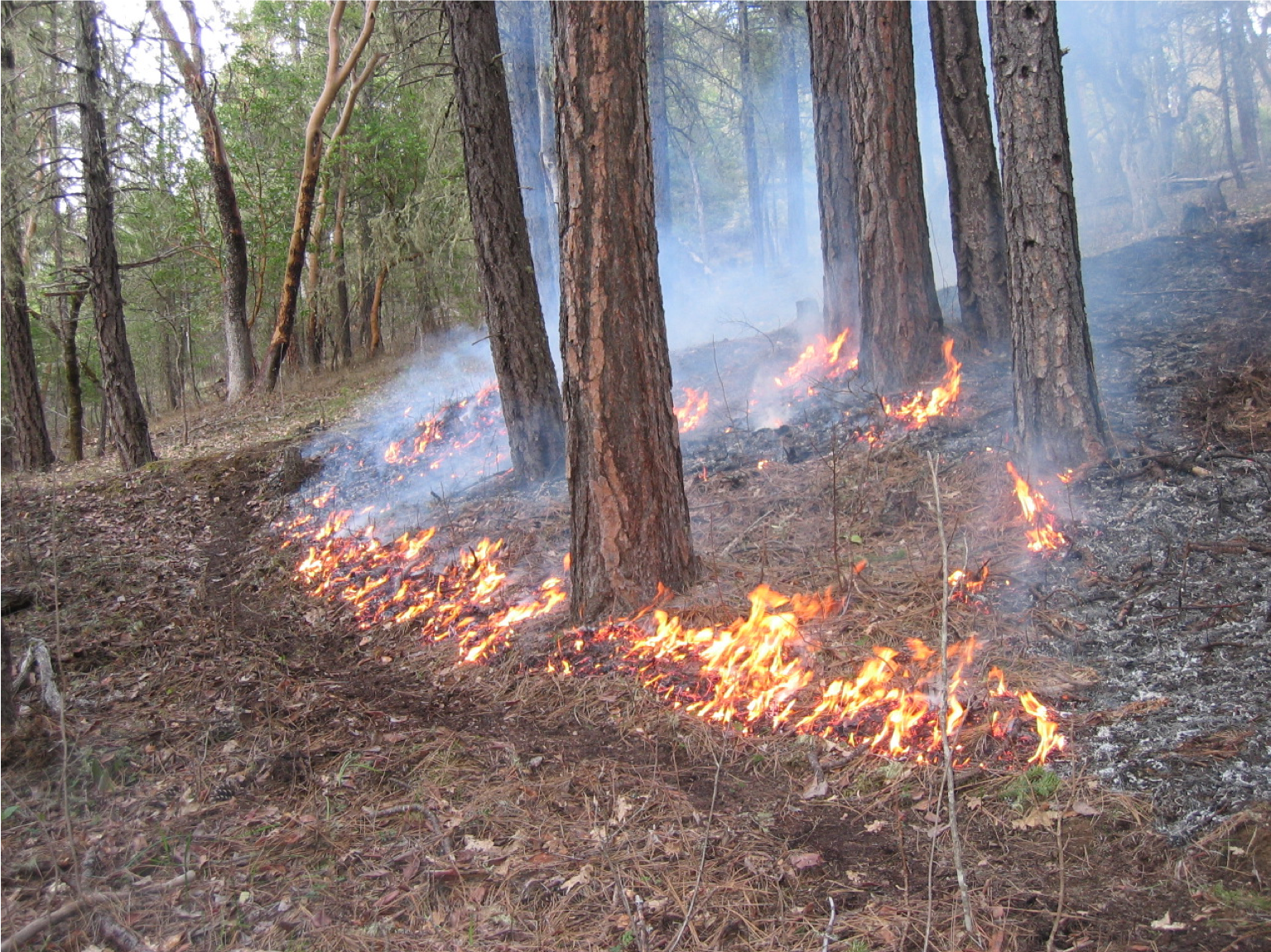 Changing our Relationship with Fire