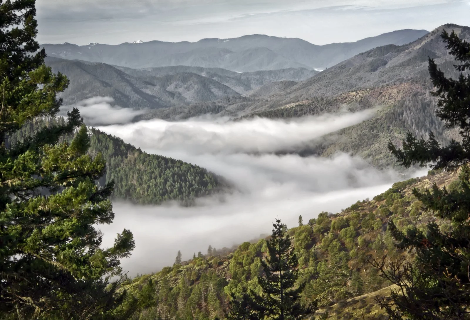 Restore Applegate Forests