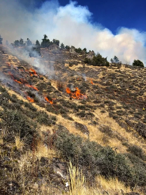 KS Wild will advance forest restoration techniques, like prescribed fire to restore ecosystem health and fuels reduction that will protect communities from fire.