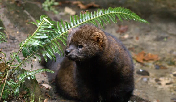 We are the voice for the voiceless - like the Pacific fisher.