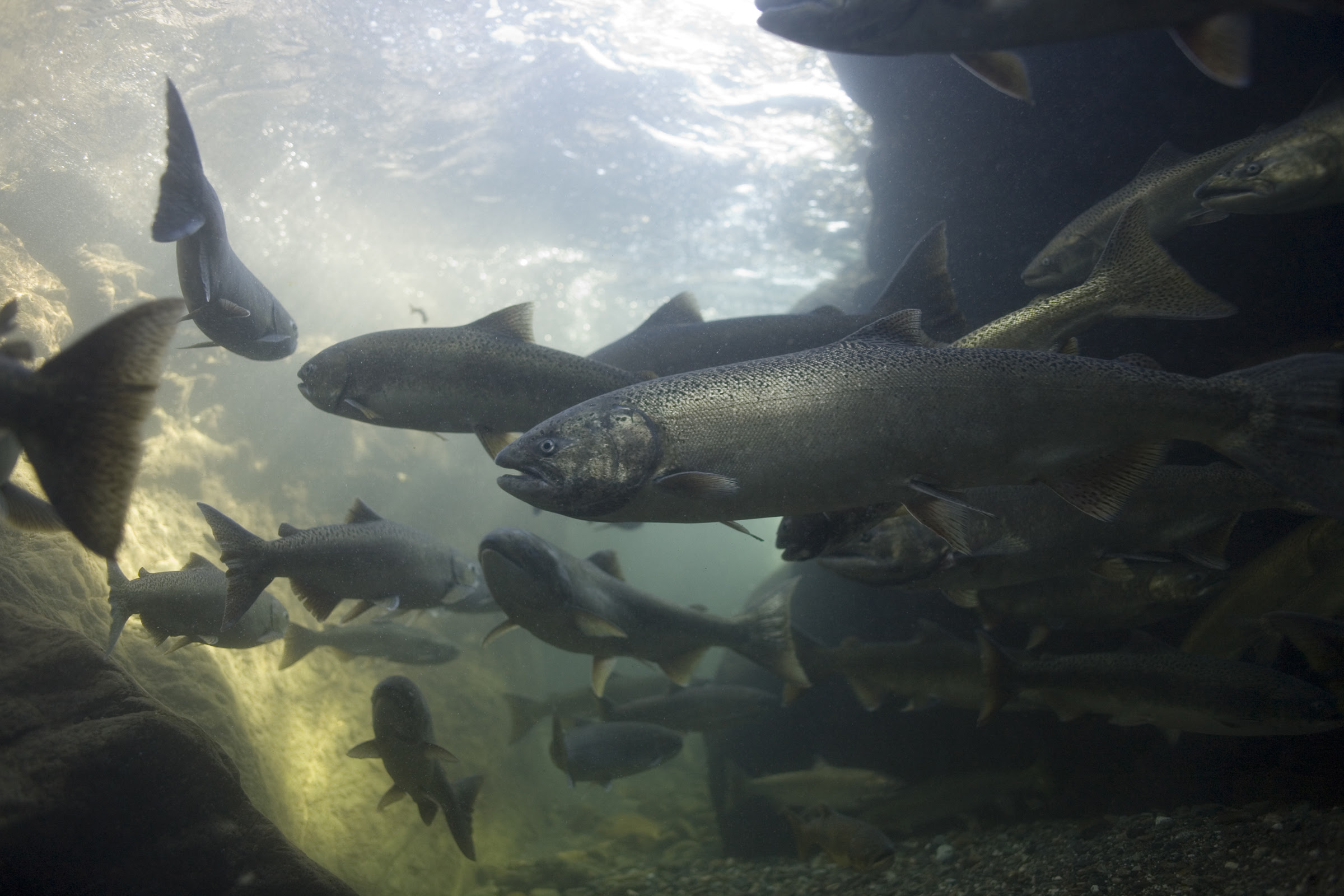 Protect Klamath River Salmon