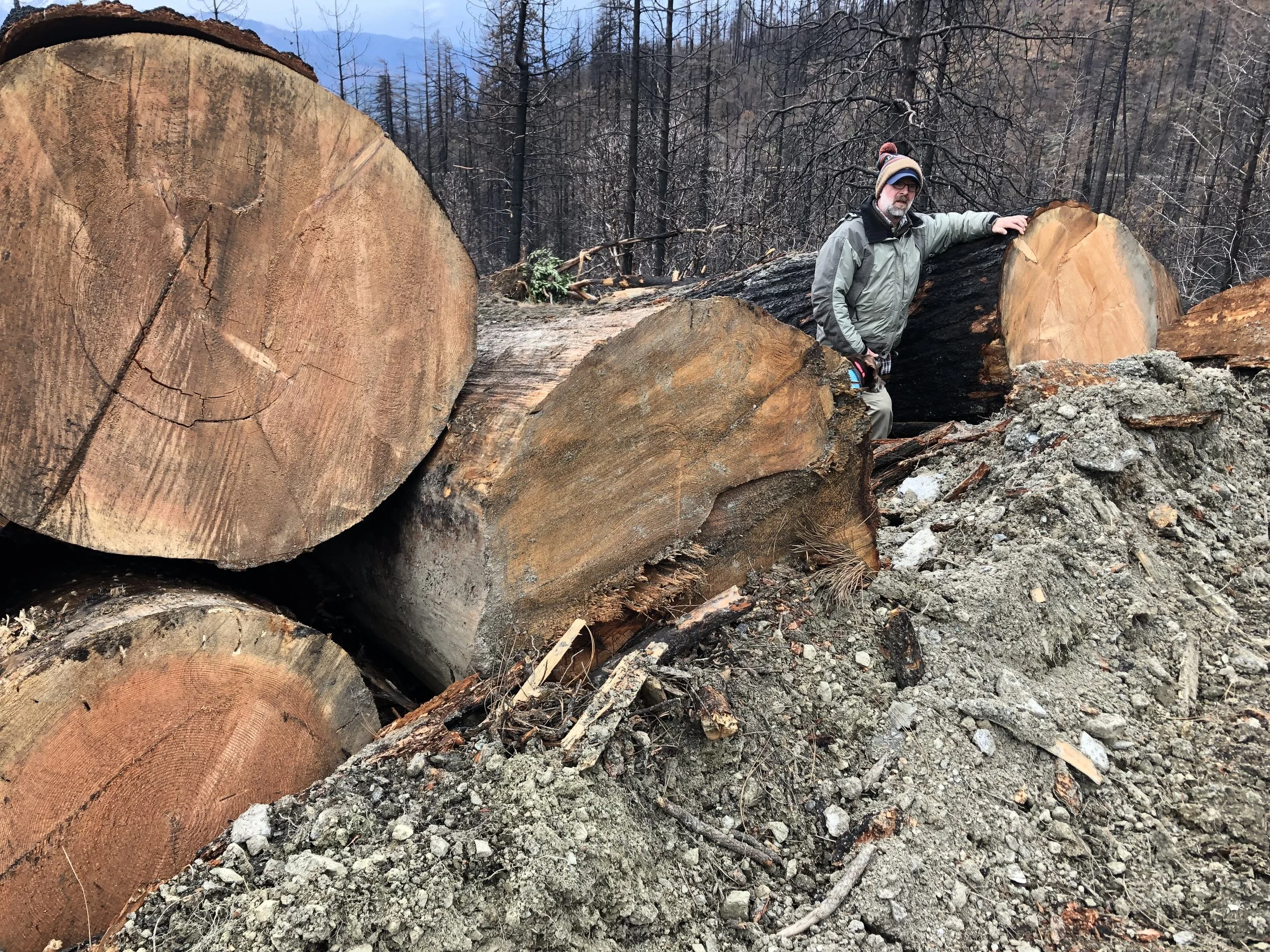 Federal Court Halts Illegal Logging in Sensitive Forests 