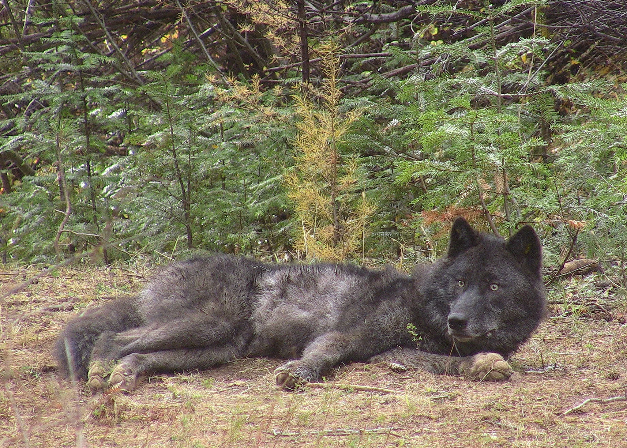 Gray Wolves Keep California Endangered Species Protection