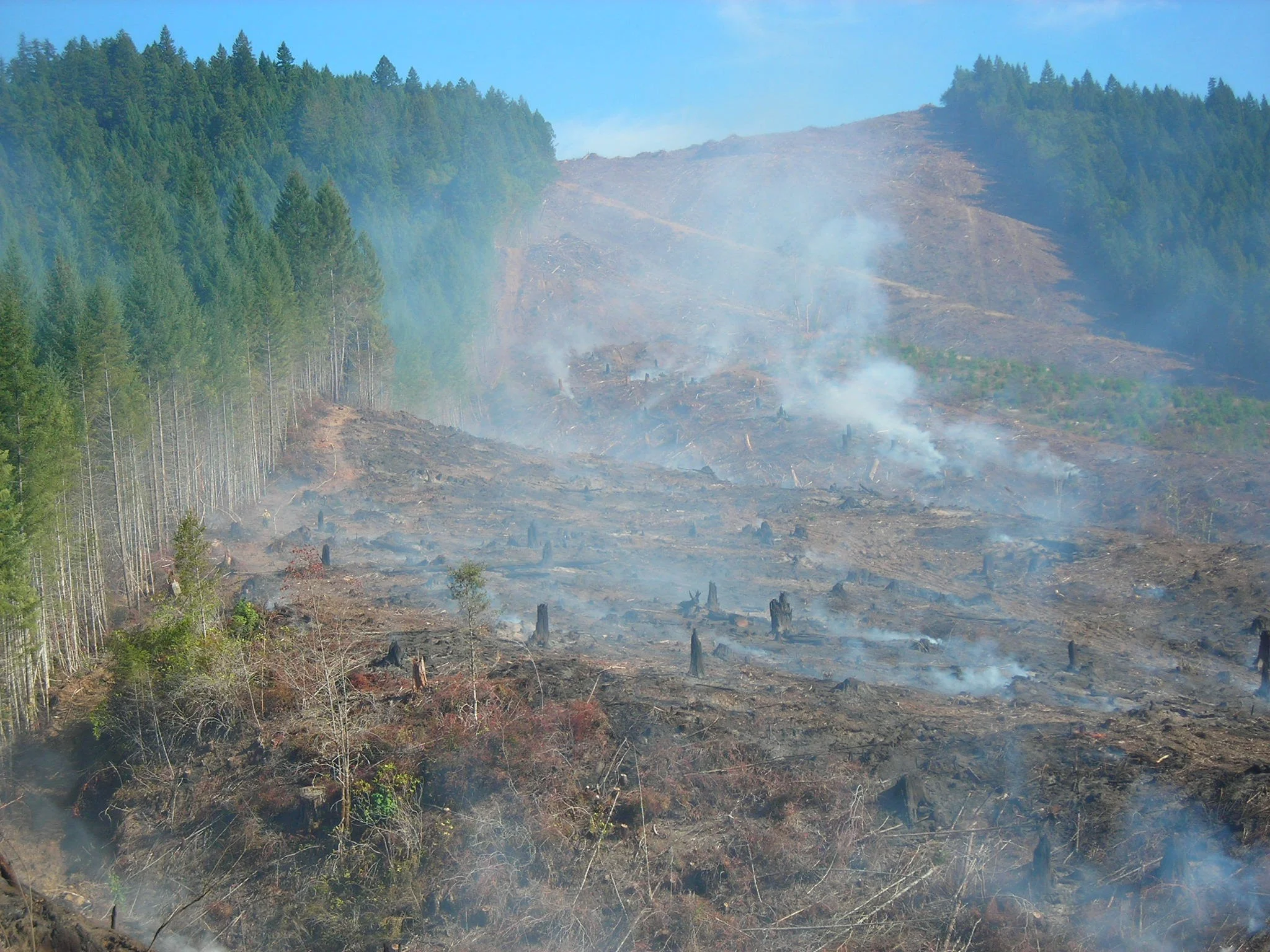 Tell Public Land Managers to Stop Increasing Fire Hazard