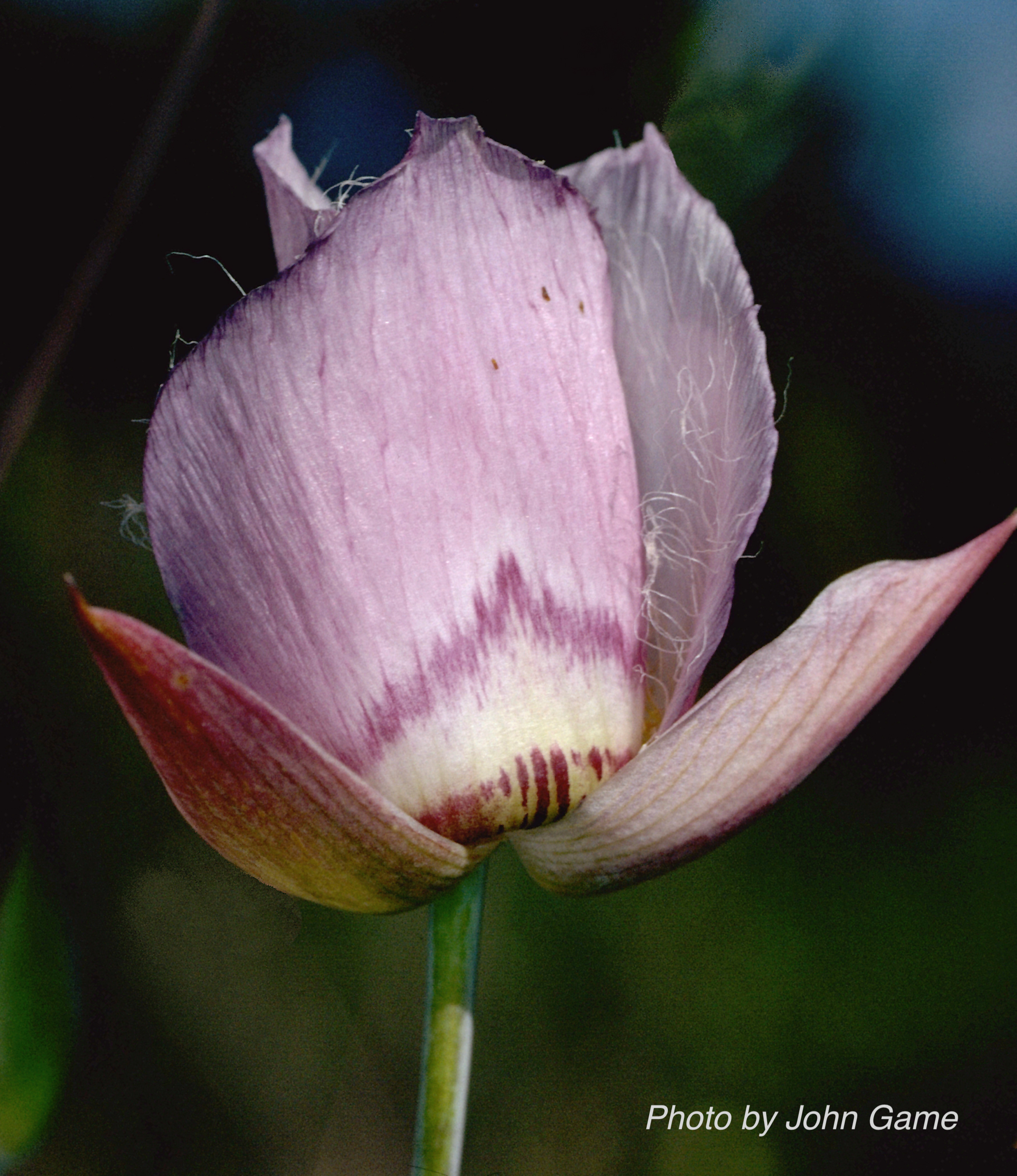 Stewardship Event: 5th Annual Weed Pull at the Mariposa Preserve