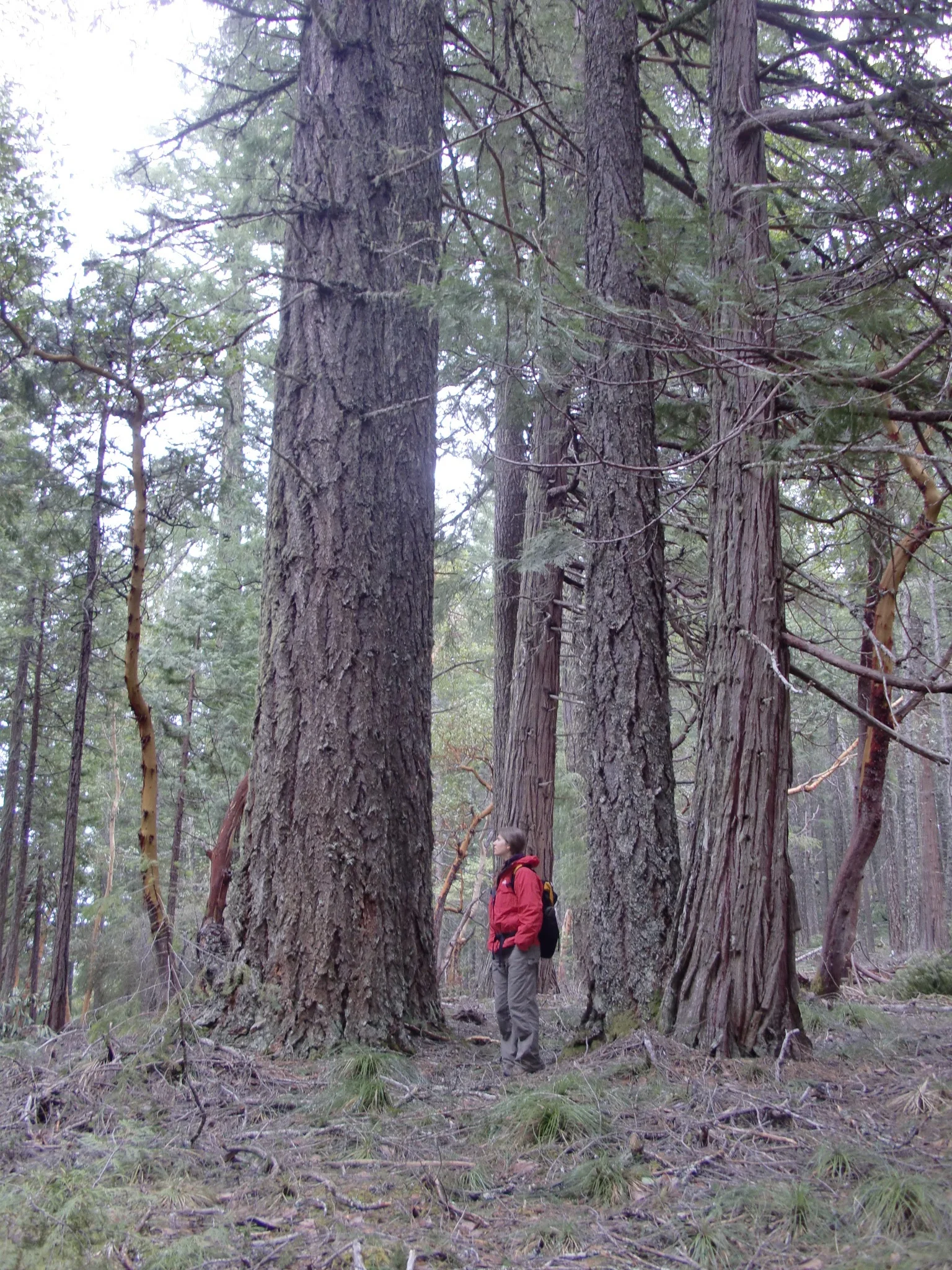 BLM Old-Growth Timber Sale Deemed Illegal