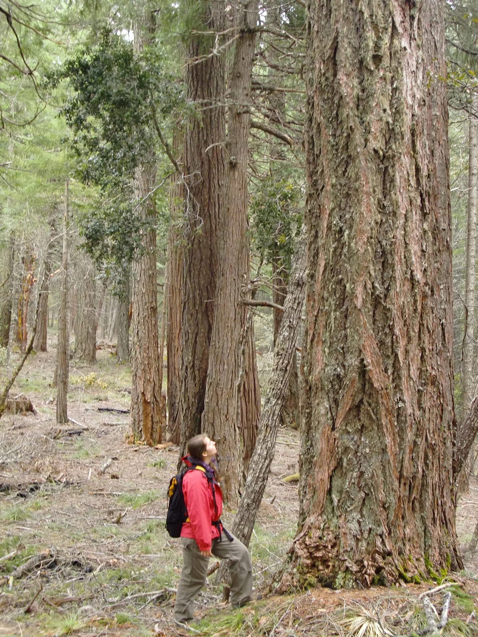 Old-Growth Timber Sale Deemed Illegal