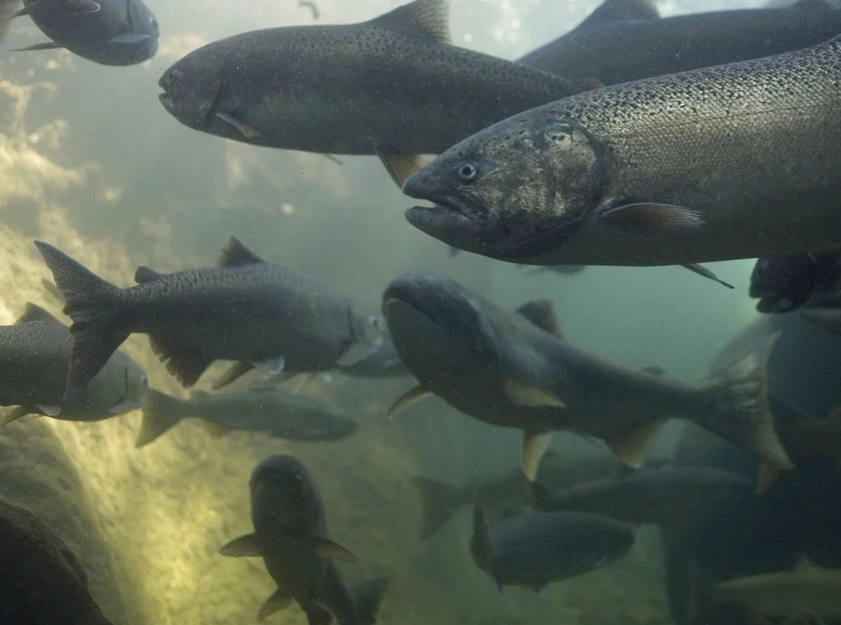 Bear Creek Salmon Stroll in Medford with Rogue Riverkeeper