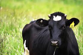 cattle-ear-tag.jpeg