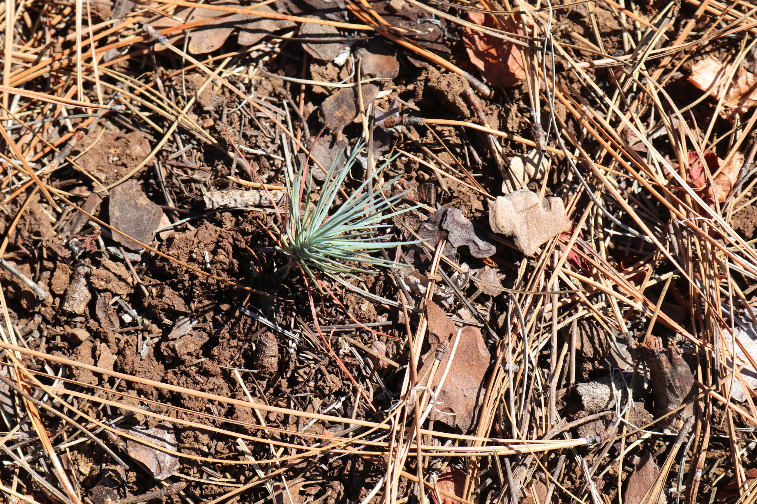  As the day warmed up we remained in good spirits knowing that we were accomplishing this work together. After lunch we made our way down to Star Flat meadow where we were greeted with new signs of growth from 8 new baby Jeffrey Pine saplings! (PC: G