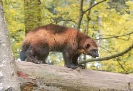 Conservationists Seek Wolverine Protection