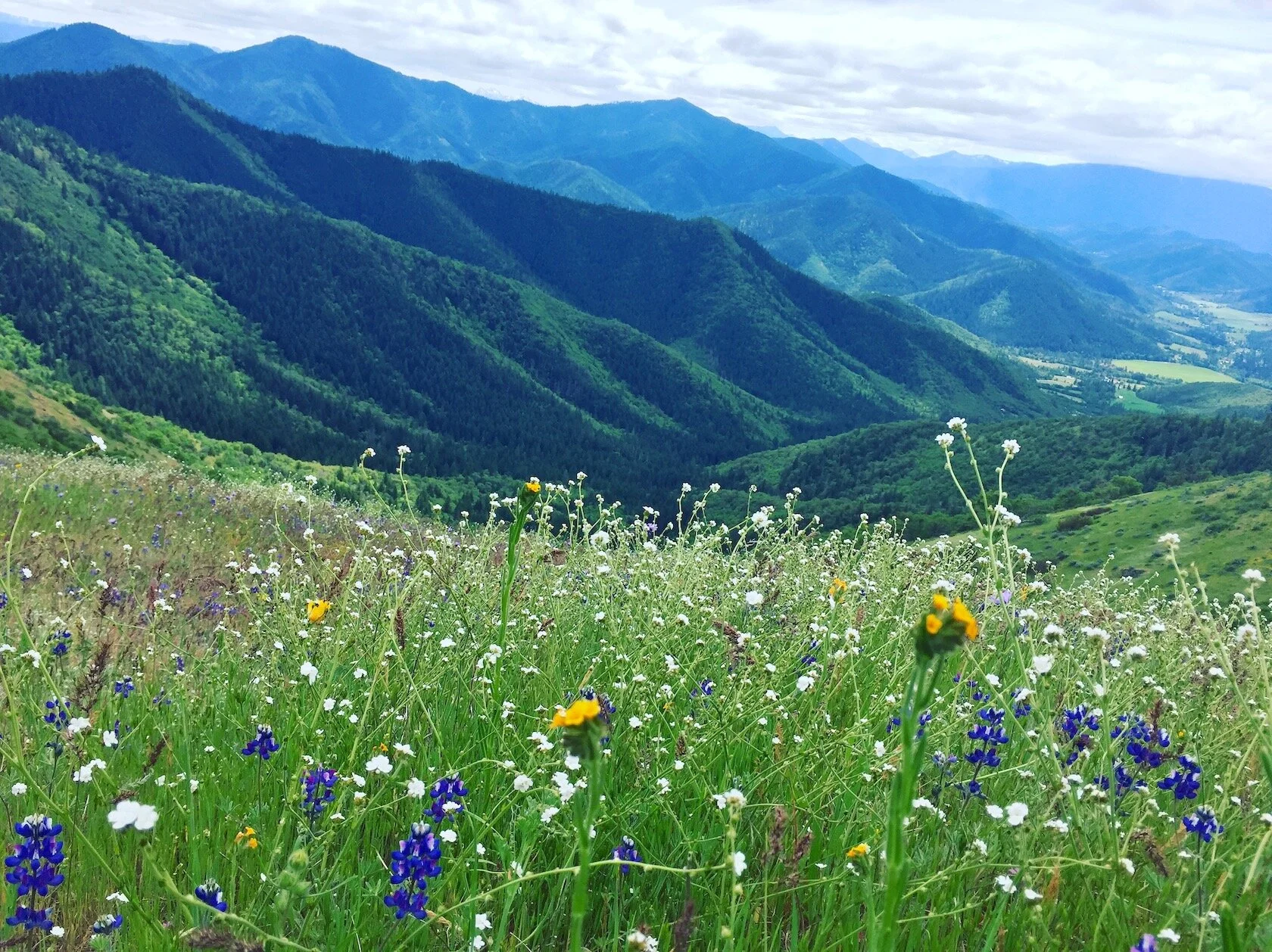 Digital Activist Training Online