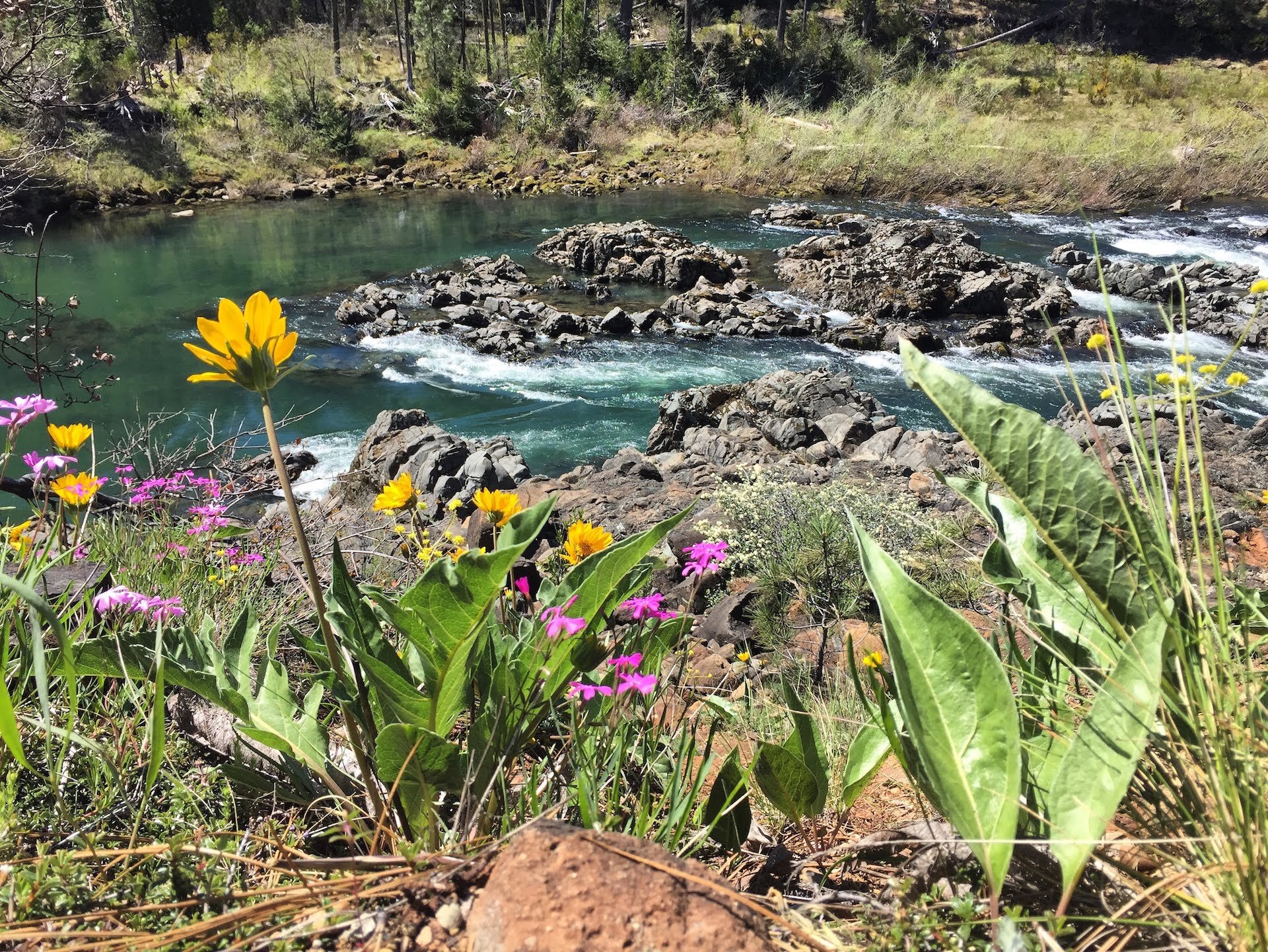 flowersillinois river.JPG