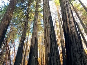 Fire and Climate Change