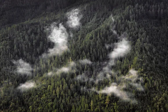 Bear Grub Timber Sale: Trashing Your Backyard Forests