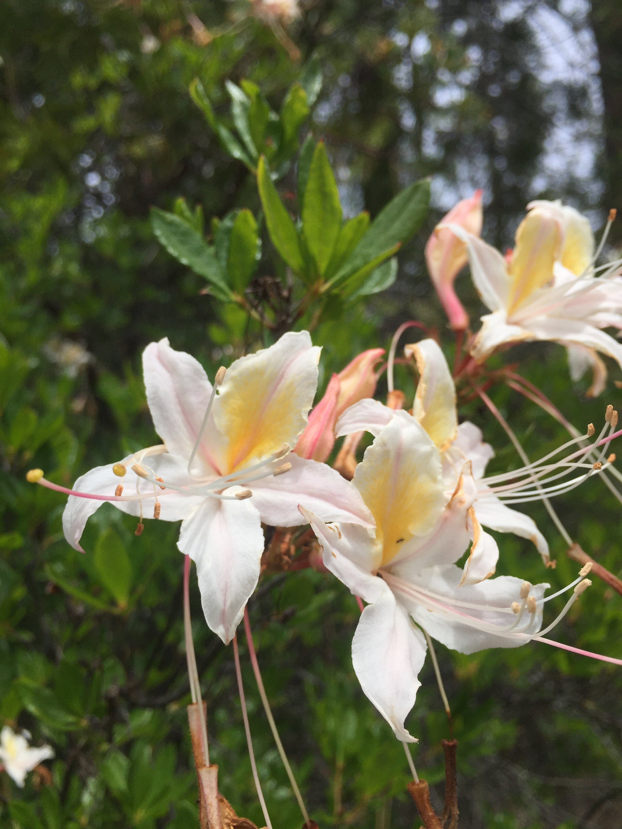 Western Azalea, Rhododendron occidentale (Heath Family, Ericaceae).jpeg