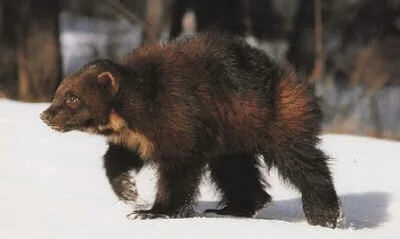 Conservation Groups Sue Feds Over Failure to Protect Wolverines