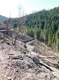 Oregon's Forest Reform