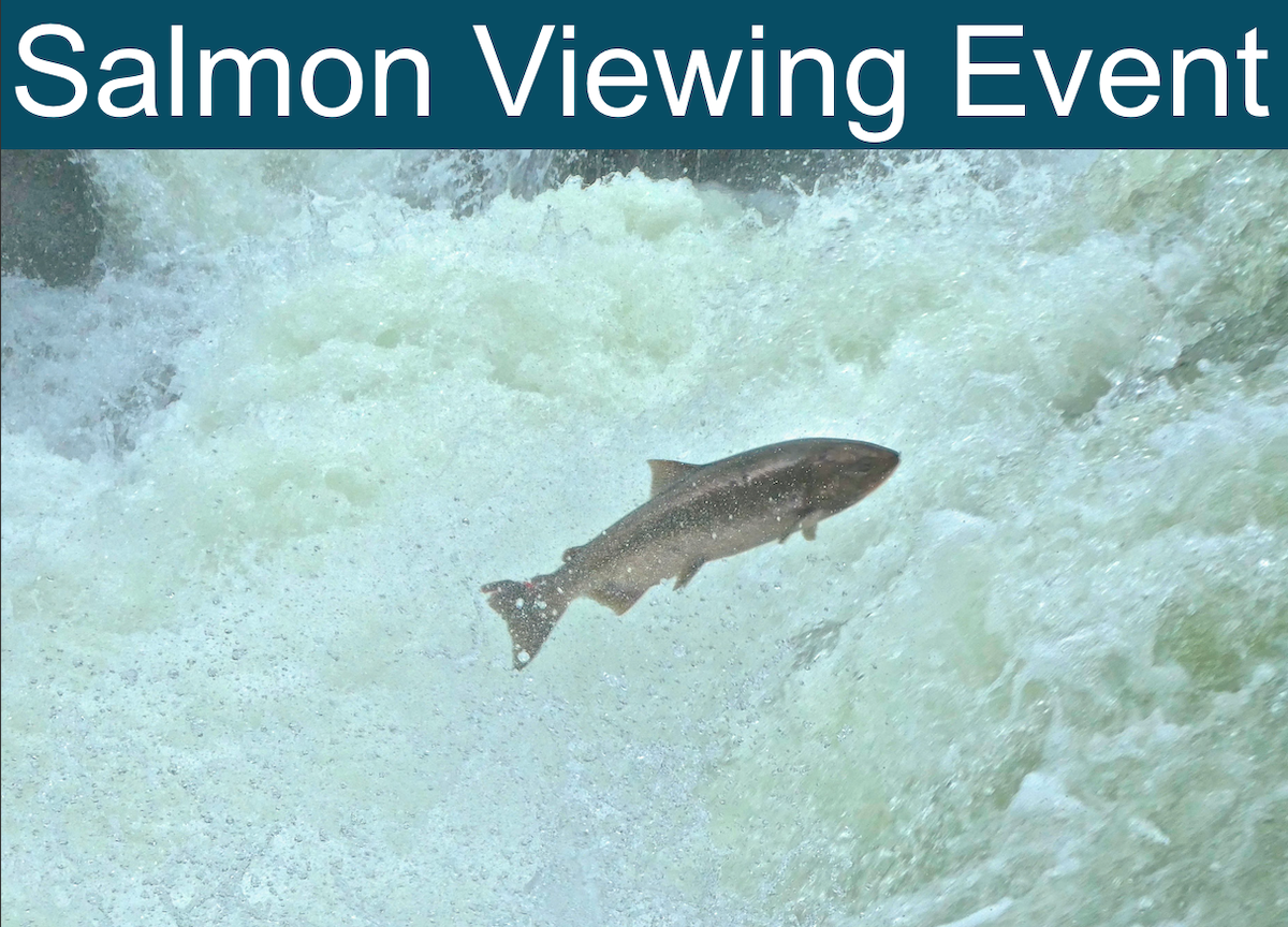 Applegate River Salmon Hike with KS Wild