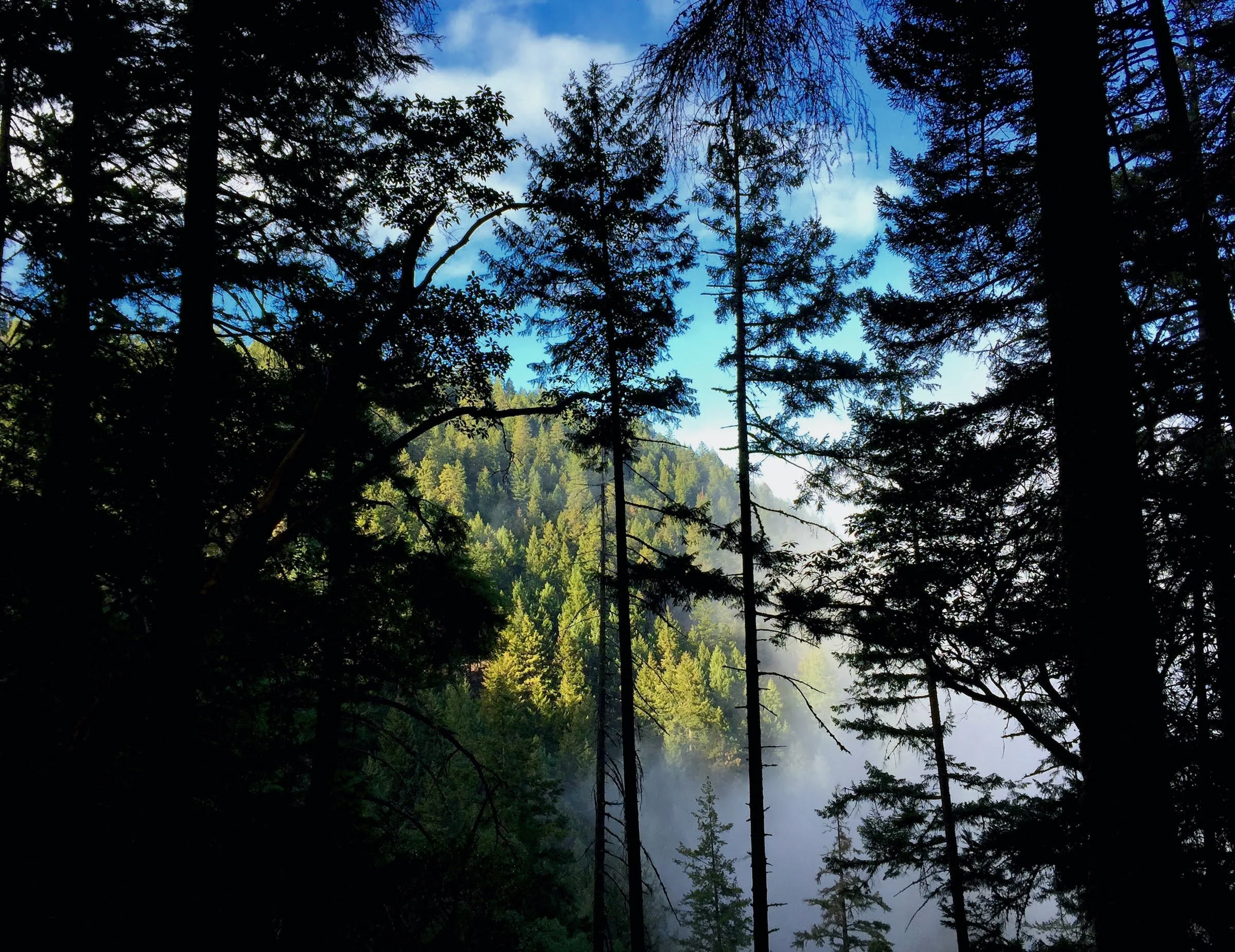 Oregon Forest Practices Act: Agreement Reached