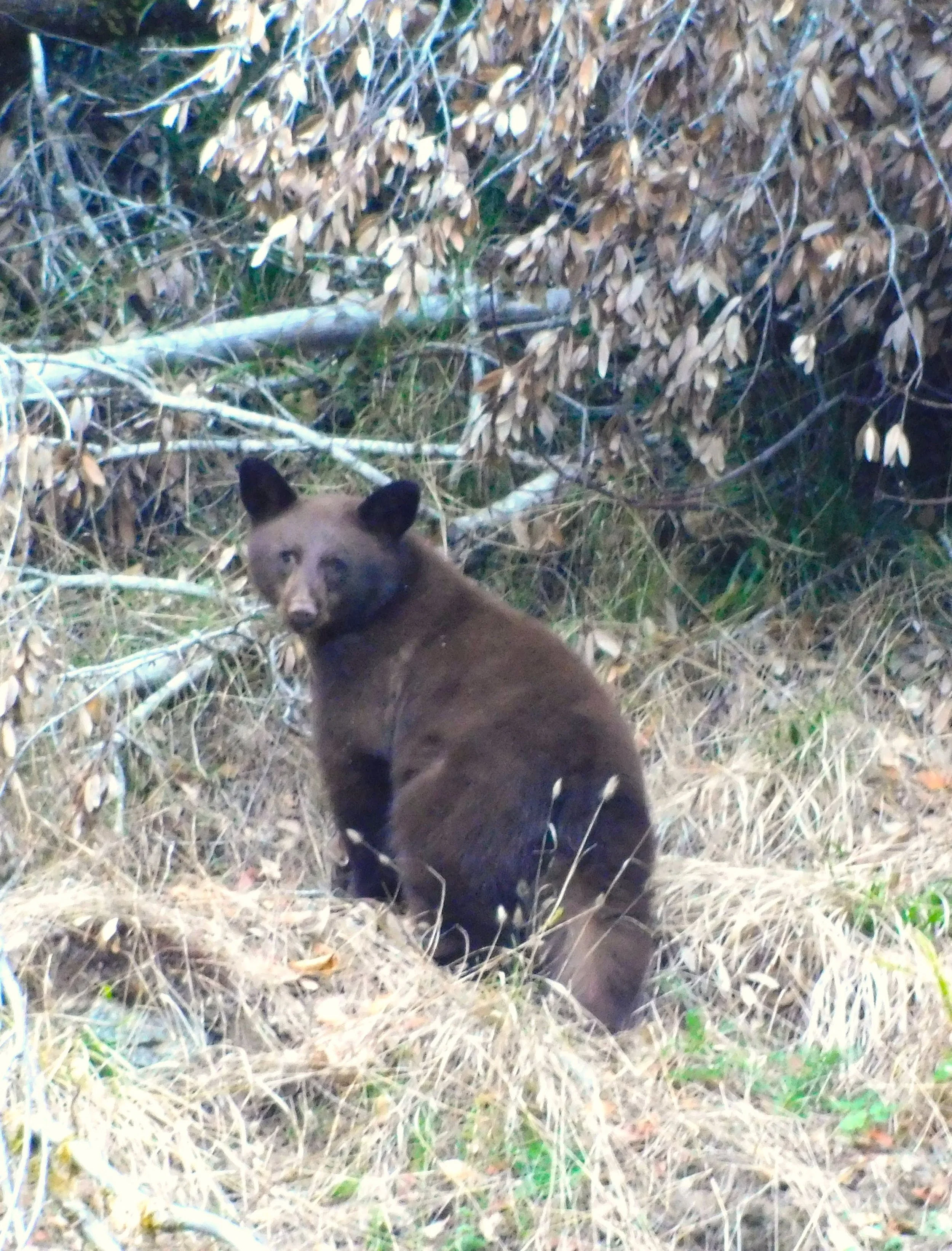 Making roads safer for people and wildlife