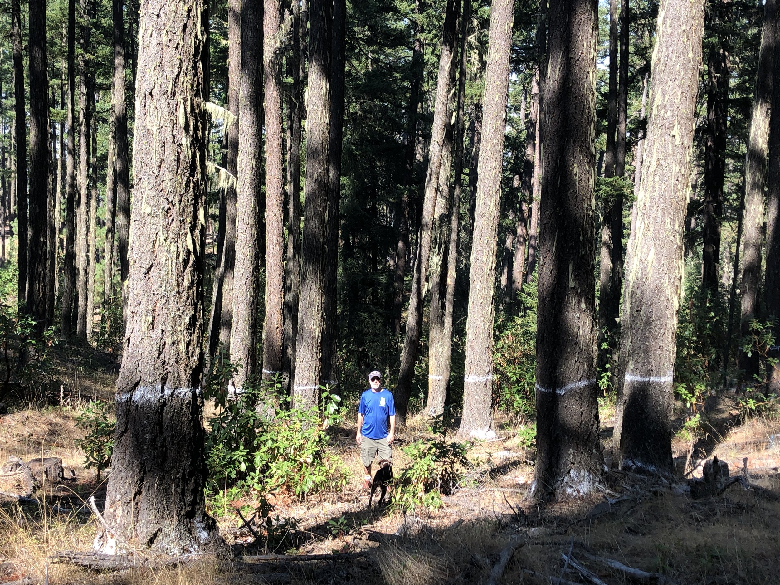 Medford BLM Pulls the Lost Antelope Old-Growth Timber Sale