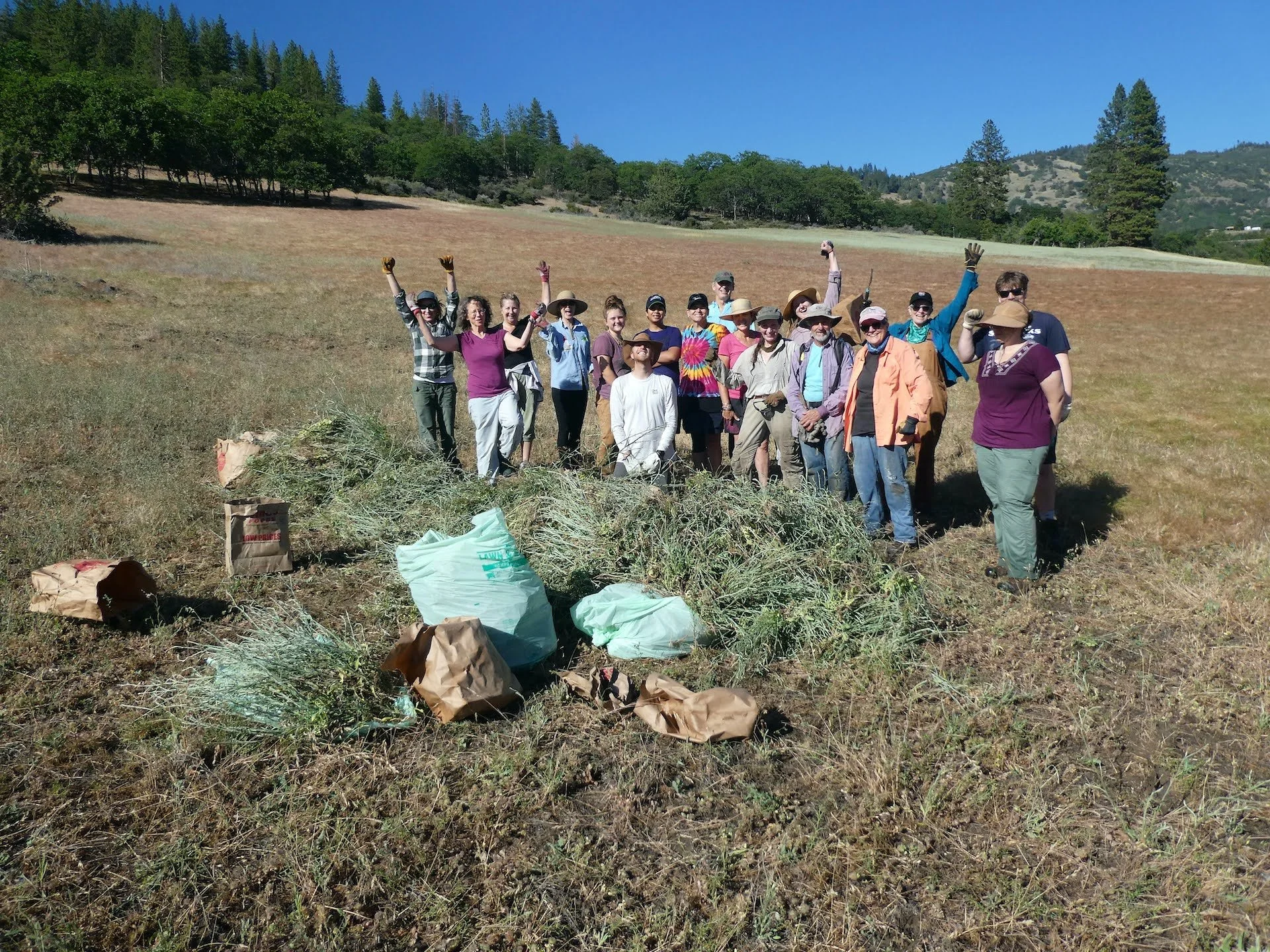 7th Annual Mariposa Preserve Stewardship Day - Star Thistle Pull
