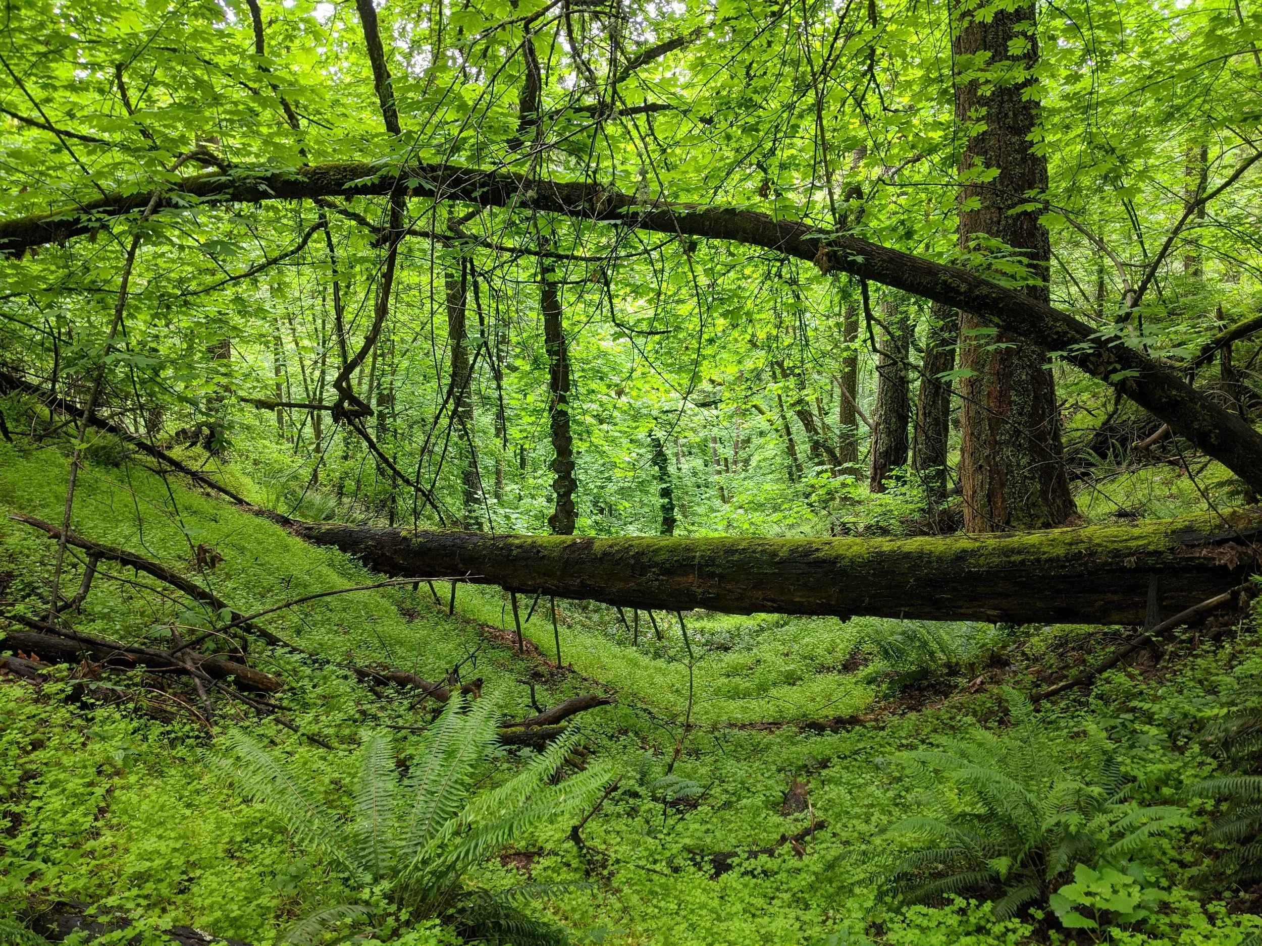 OldGrowth — News of the KlamathSiskiyou — KlamathSiskiyou Wildlands