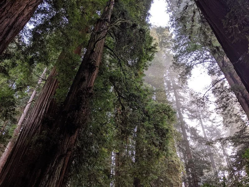 Biden's Executive Order on Mature and Old-Growth Forest: What it Means