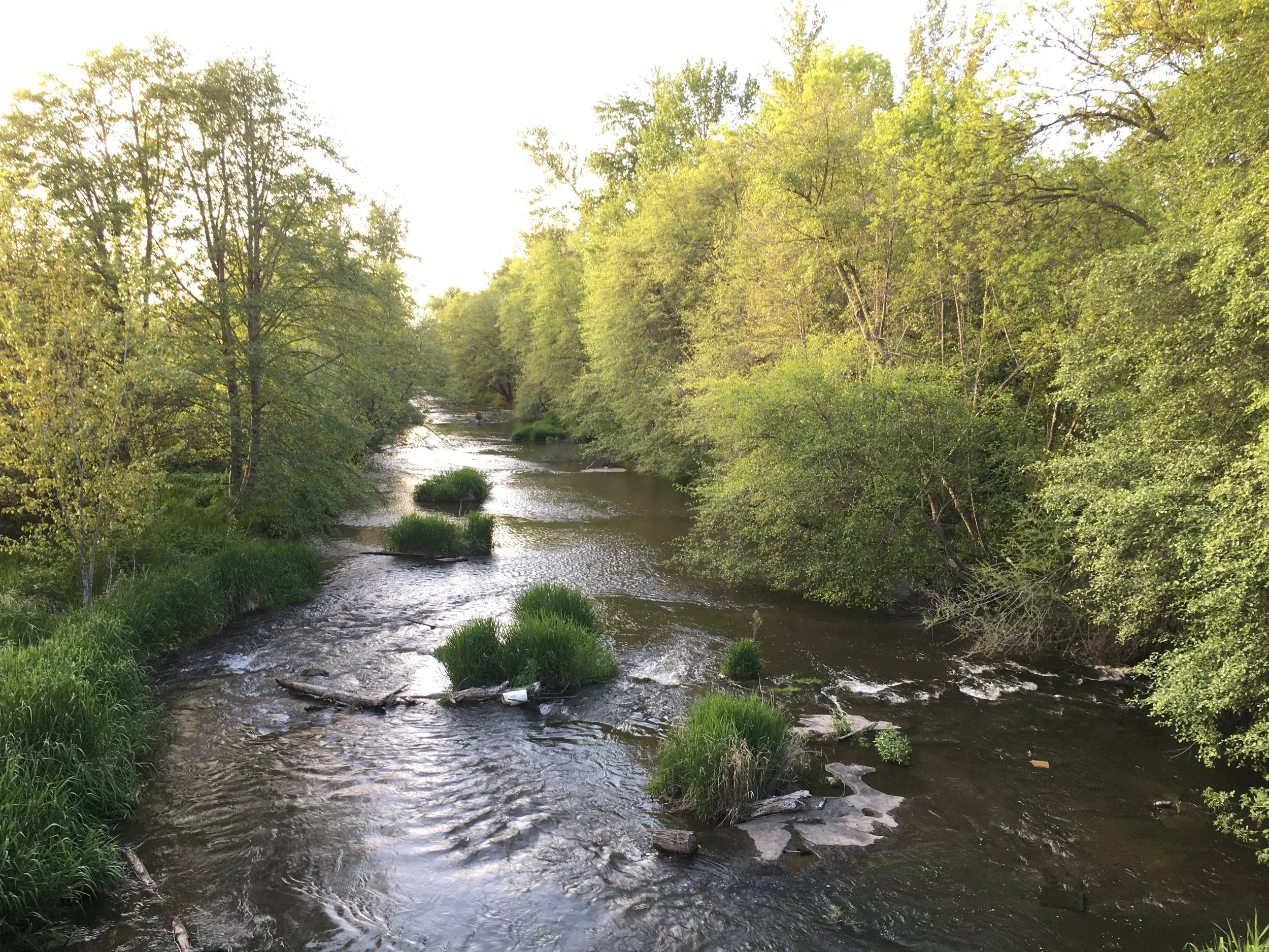 Natural History of Urban Riparian Areas 