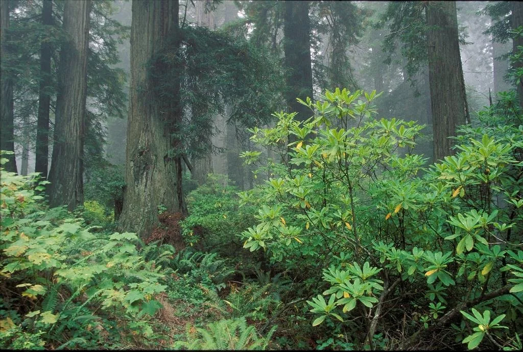 Old-Growth Hikes