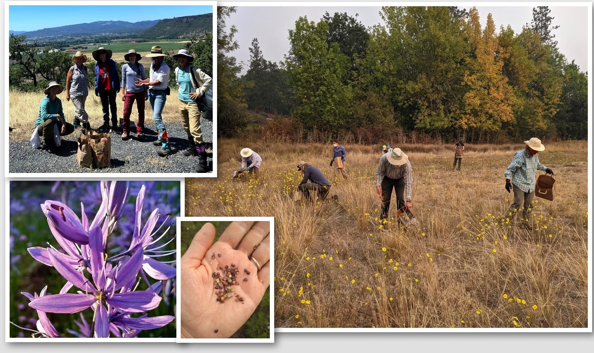 French Flat Seed Blitz!