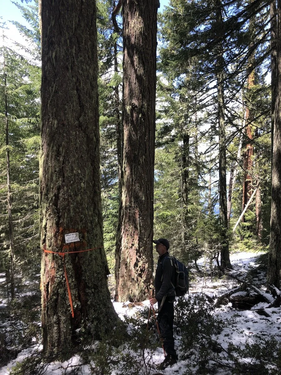 Groundtruthing 101 with KS Wild’s ForestWatch Program