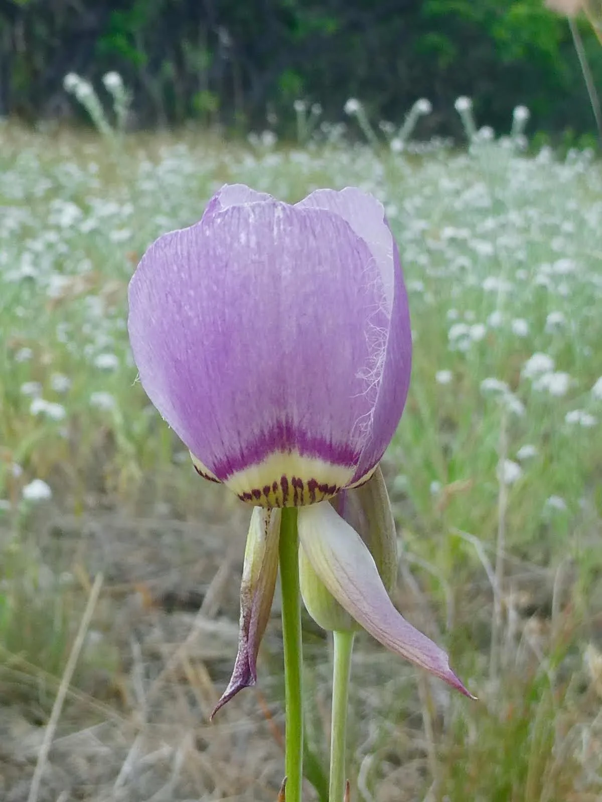8th annual Mariposa Preserve Stewardship Day - Star Thistle Pull